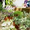 Image result for Build a Planter Box