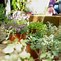 Image result for Plants for Outdoor Planter Box