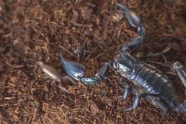 Image result for What's the Biggest Scorpion