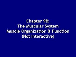 Image result for Most Muscular Organization