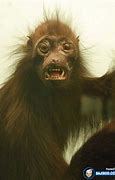 Image result for Scary Face Funny Monkey