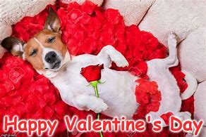 Image result for Valentine's Day Dog Meme