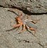 Image result for Central Texas Scorpion Species