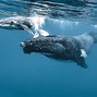 Image result for Baby Blue Humpback Whale