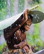 Image result for Funny Rain