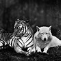 Image result for Tiger Wolf