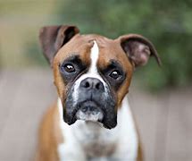 Image result for Boxer Dog Pictures