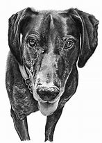 Image result for Dog Drawings