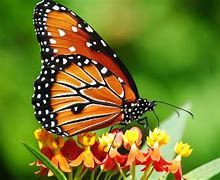 Image result for Free Butterfly Wallpaper for Kindle Fire