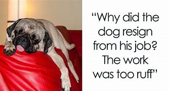 Image result for Turtle and Dog Jokes