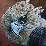 Image result for Painted Eagle Pictures