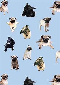 Image result for Pug iPhone Wallpaper