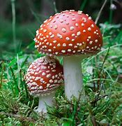 Image result for Wild Magic Mushrooms
