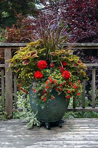 Image result for big flowers pot