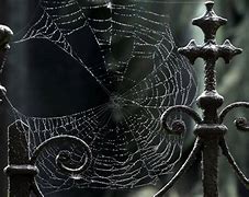 Image result for Spider Web Screensaver