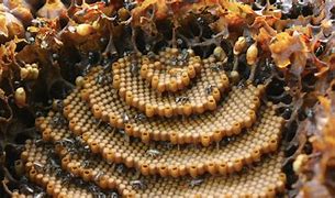 Image result for Beautiful Bee Hives