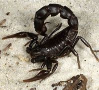 Image result for Arabian Fat-Tailed Scorpion