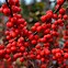 Image result for Berry Heavy Winterberry Holly