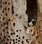 Image result for Woodpecker Putting Acorns in Tree Bark