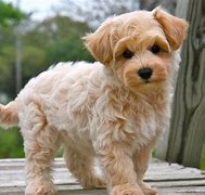 Image result for 4 Weeks Old Maltipoo Puppy