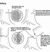 Image result for Correct Cuts for Felling Trees