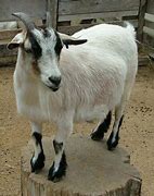 Image result for Full Size Pygmy Goats