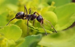 Image result for HD Quality Images of Pop Ant
