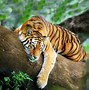 Image result for Cool Tiger Banners