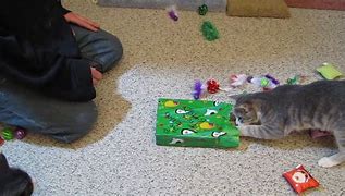 Image result for Kitten Opening Presents