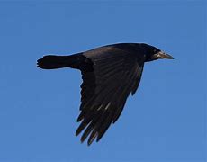 Image result for As the Crow Flies Comics