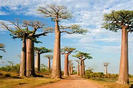 Image result for Madagascar in Africa