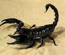 Image result for Black Scorpion Pets