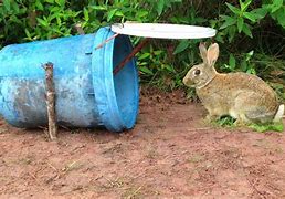 Image result for DIY Rabbit Trap