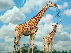 Image result for Giraffe Wallpaper