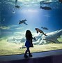 Image result for Odyssea Aquarium AZ