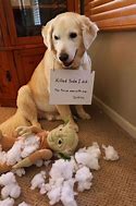 Image result for Hilarious Animal Jokes