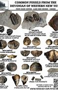 Image result for Plant Fossil Identification Chart