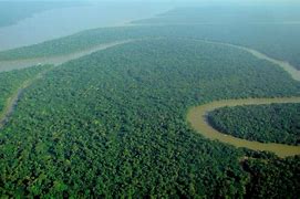 Image result for Amazon Forest