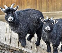 Image result for African Pygmy Goat at Zoo