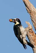 Image result for Acorn Woodpecker Head