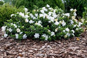 Image result for 4 Pack (Dwarf Radicans Gardenia, 3 Gal- Dwarf Size Brings Gardenia Smell To Any Landscape, Cold Hardy