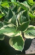 Image result for Patriot Hosta 1 Container