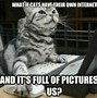 Image result for Hilarious Cat Jokes