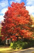 Image result for Best Shade Trees