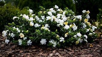 Image result for Dwarf Radicans Gardenia, 3 Gal- Dwarf Size Brings Gardenia Smell To Any Landscape, Cold Hardy