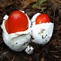 Image result for Mushroom Garden Art