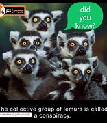 Image result for Conspiracy of Lemurs
