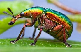 Image result for Bright Bugs