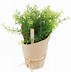 Image result for Artificial Herb Plants