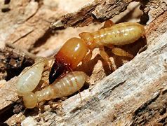 Image result for Termite Treatment